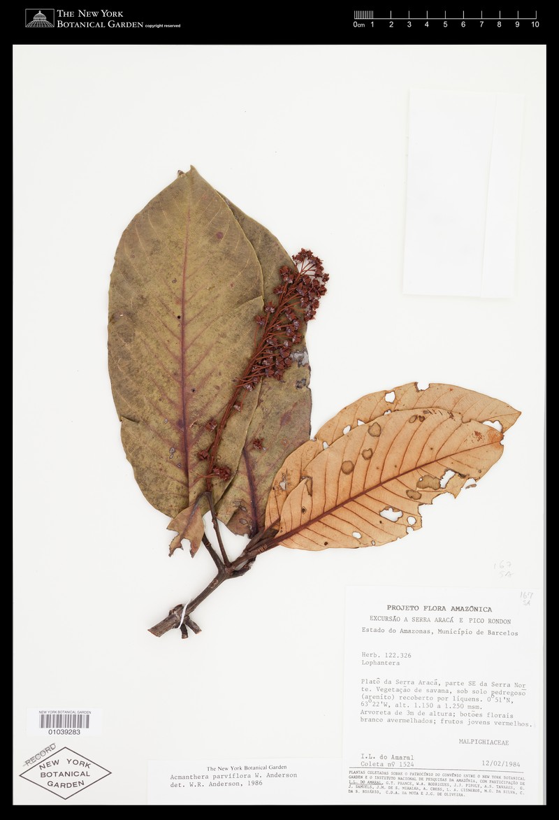 Acmanthera parviflora photo 3