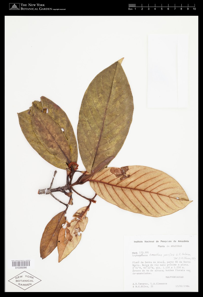 Acmanthera parviflora photo 4