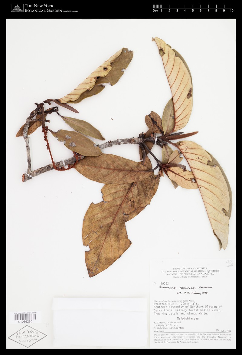 Acmanthera parviflora photo 5
