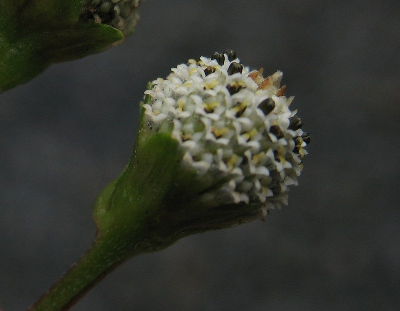 Acmella alba photo 2