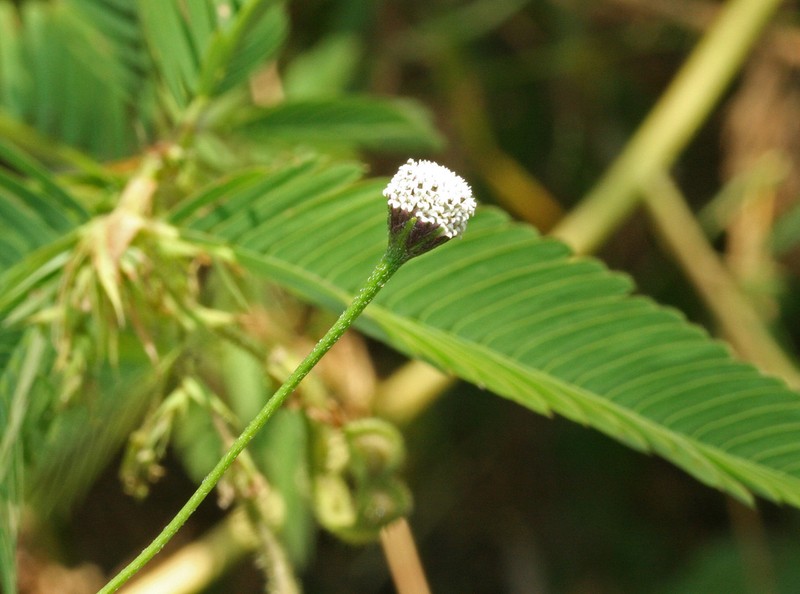 Acmella alba photo 3