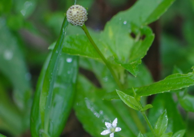 Acmella alba photo 5