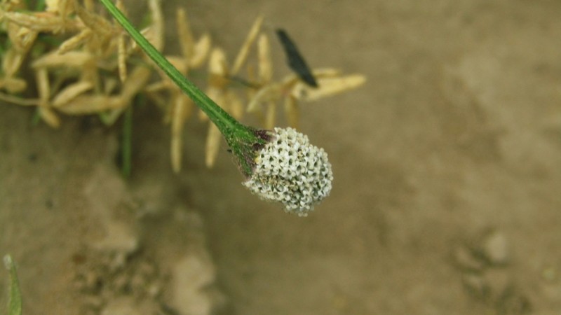 Acmella alba photo 8
