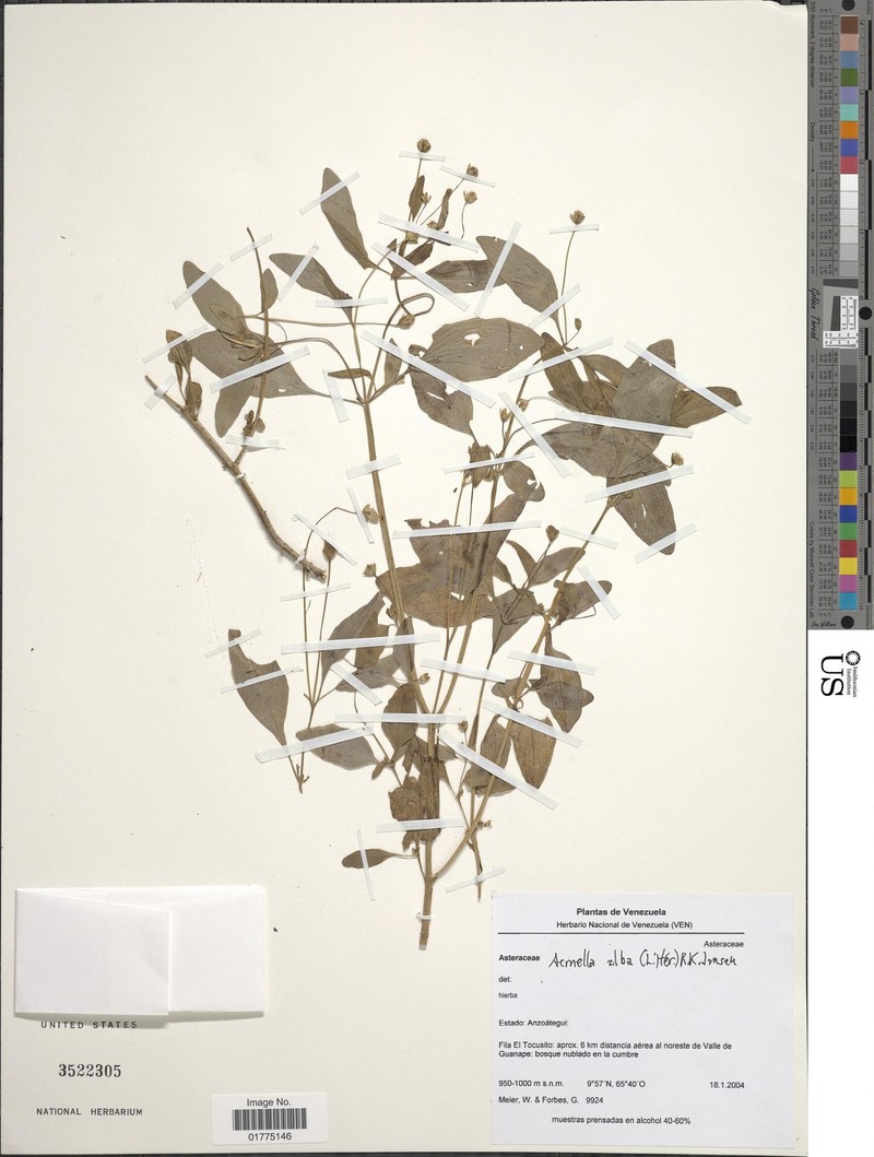 Acmella alba var. alba