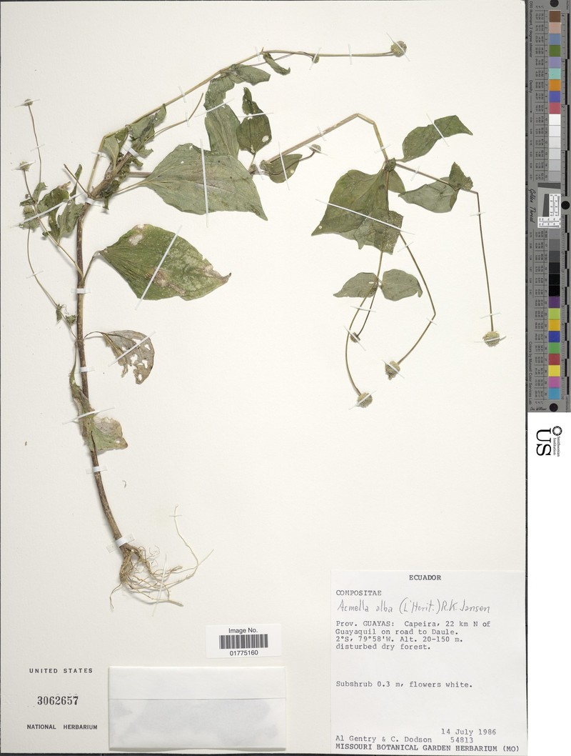 Acmella alba var. ecuadorensis
