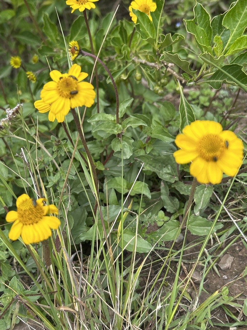 Acmella alpestris photo 2