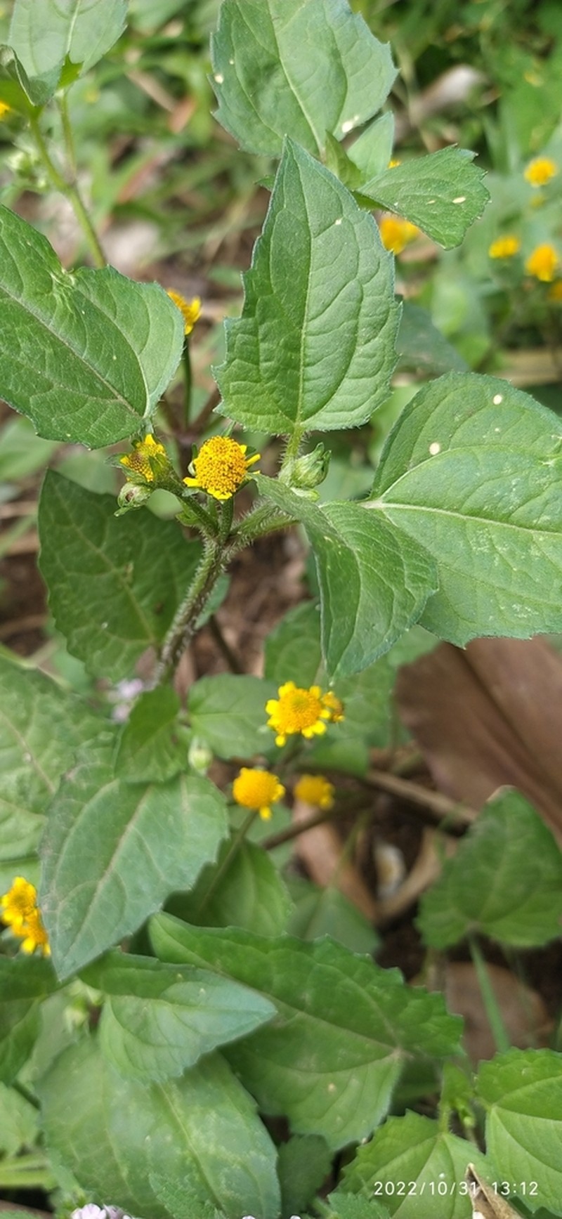 Acmella alpestris photo 3