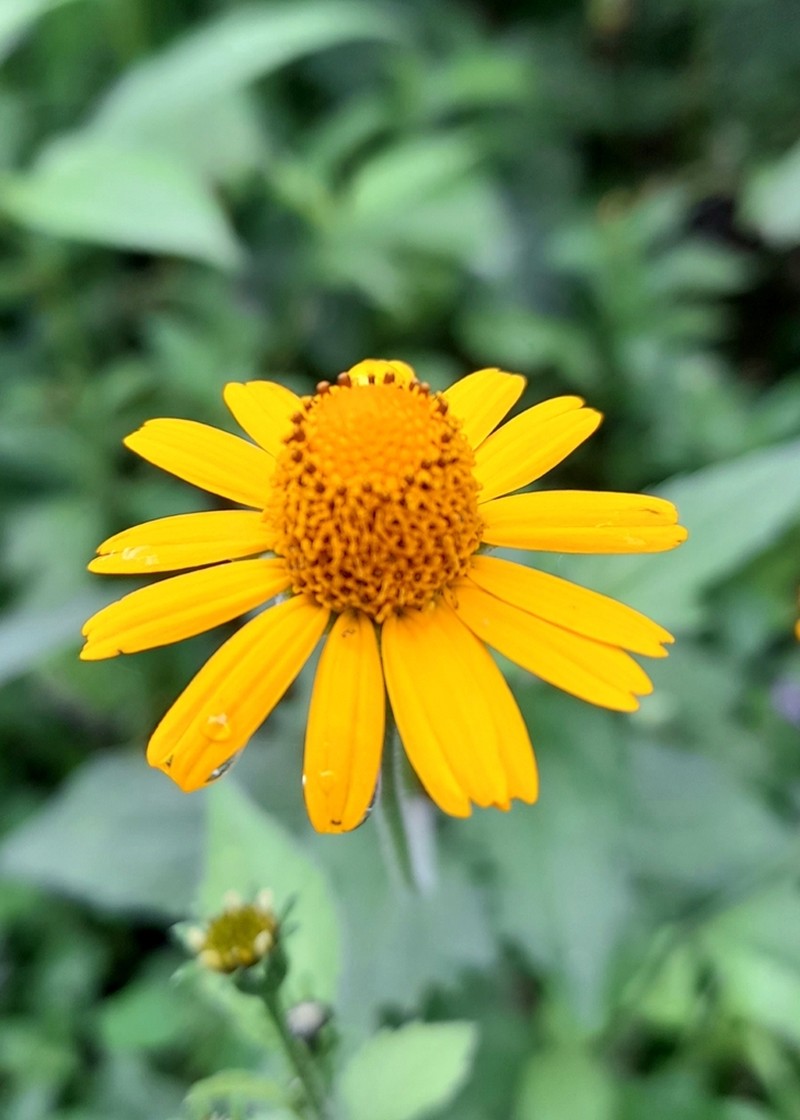 Acmella alpestris photo 4