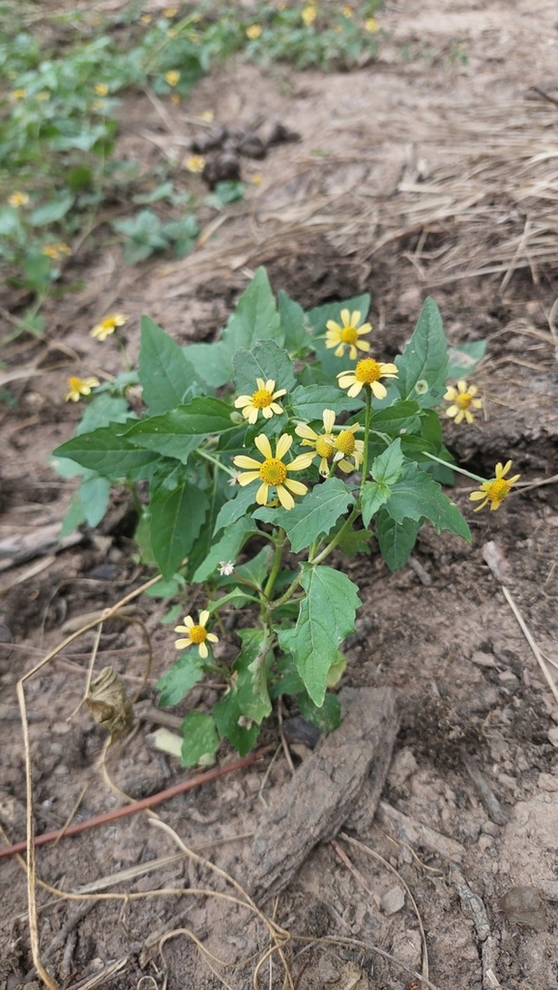 Acmella alpestris photo 5