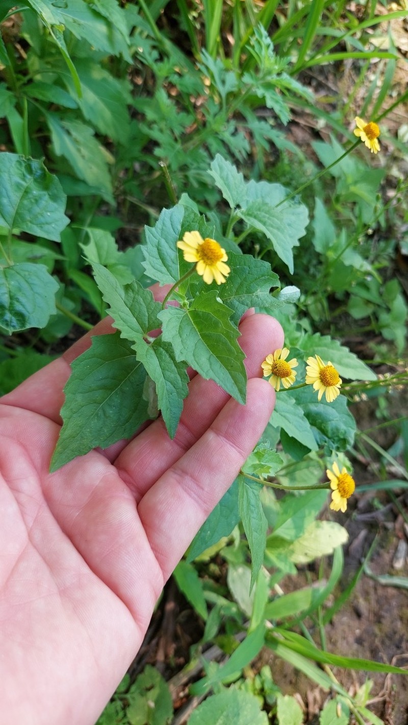 Acmella alpestris photo 6