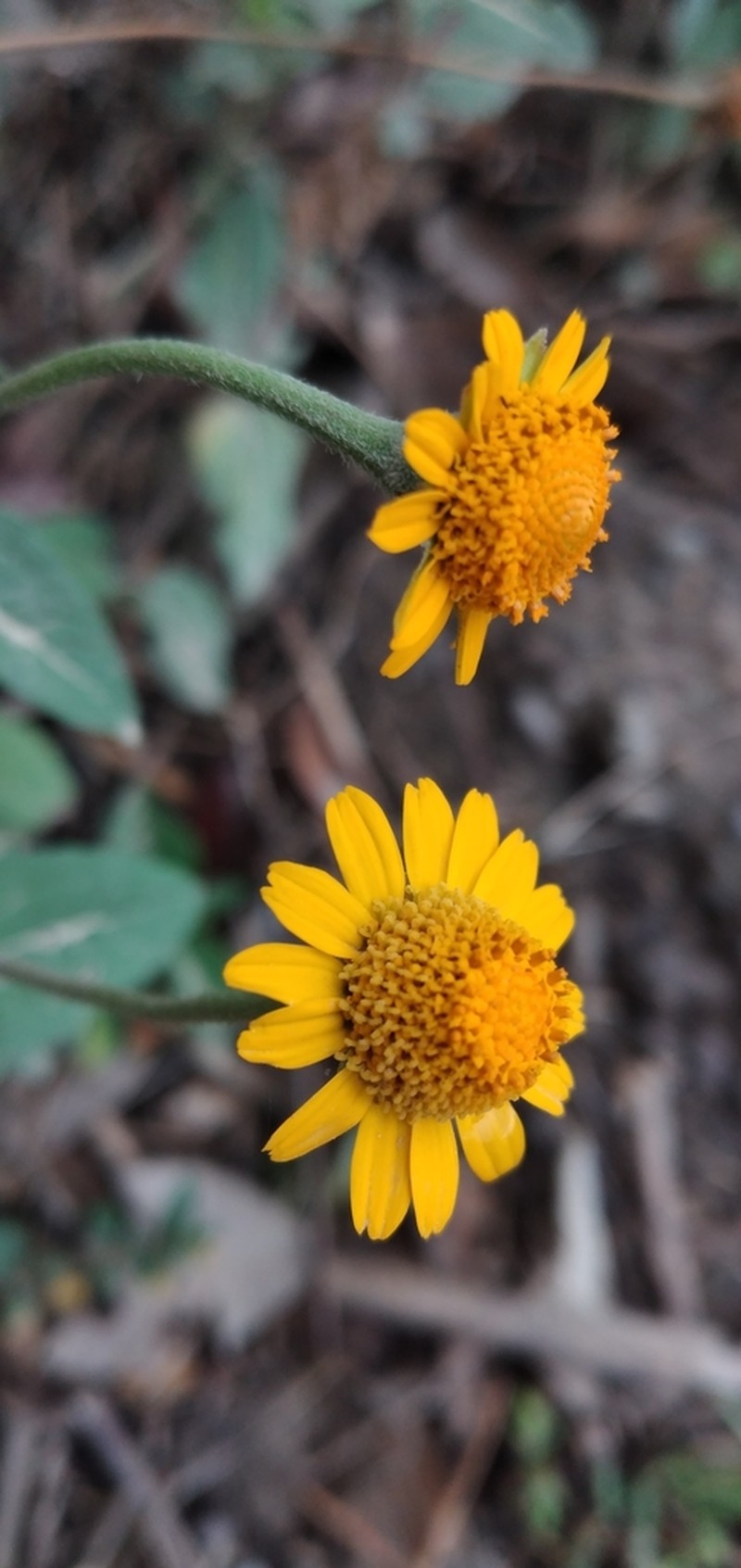 Acmella alpestris photo 7