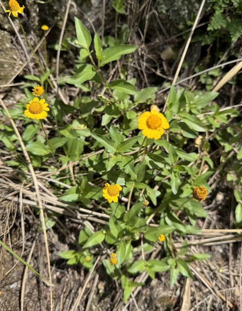 Acmella alpestris photo 8