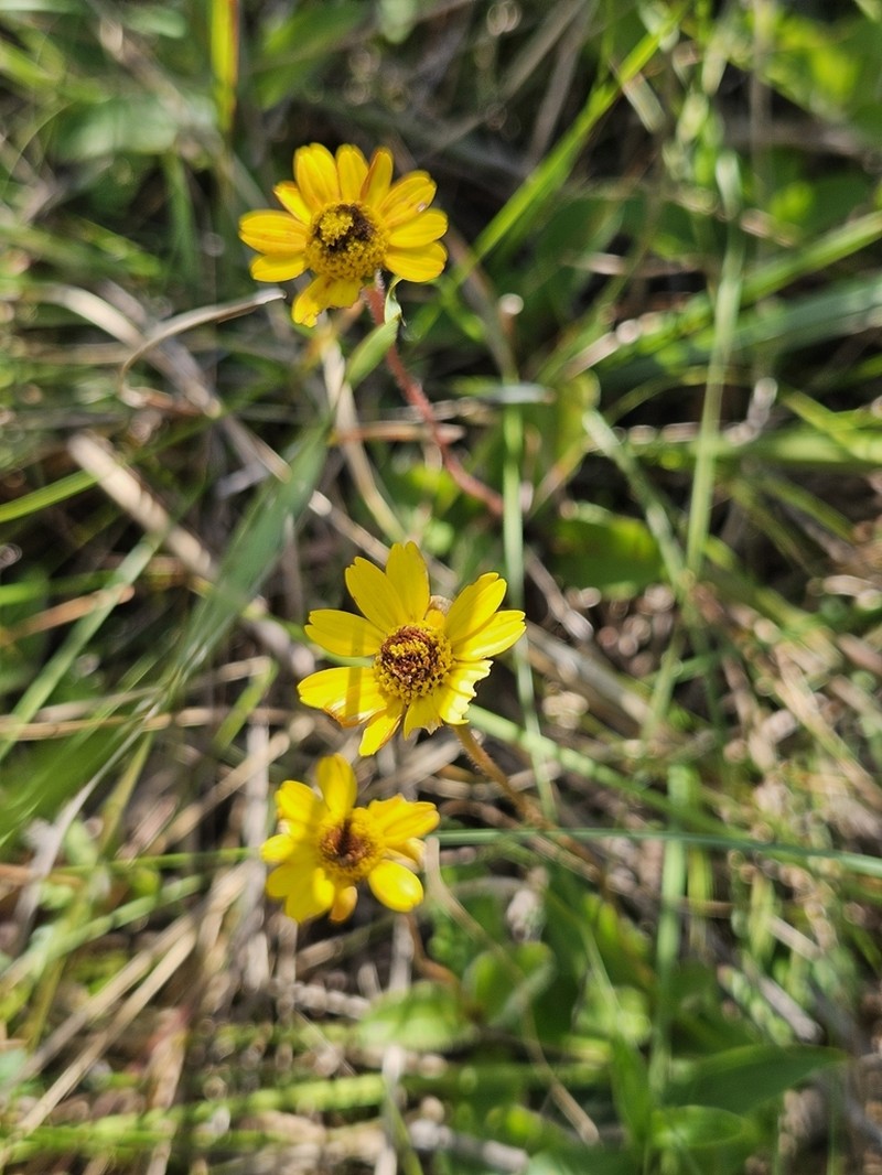 Acmella bellidioides