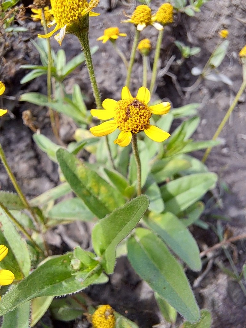 Acmella bellidioides photo 2