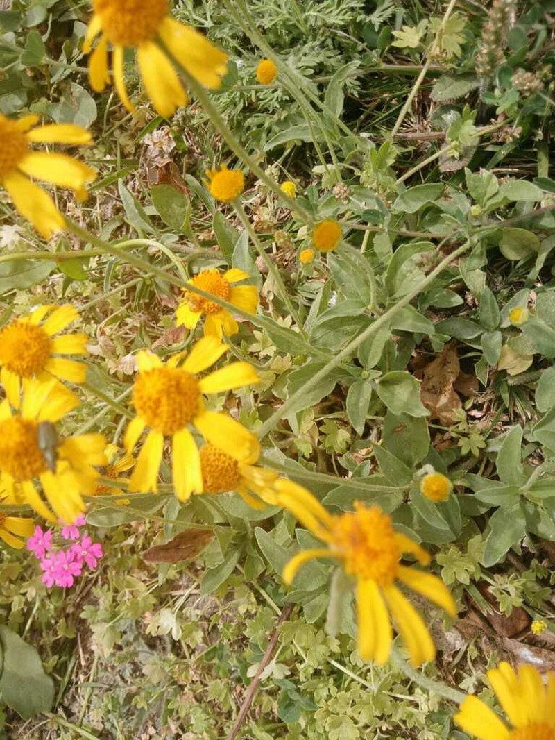 Acmella bellidioides photo 3