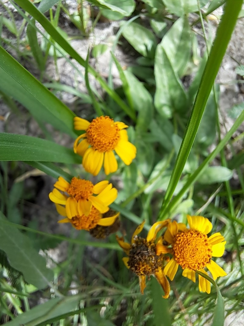 Acmella bellidioides photo 4