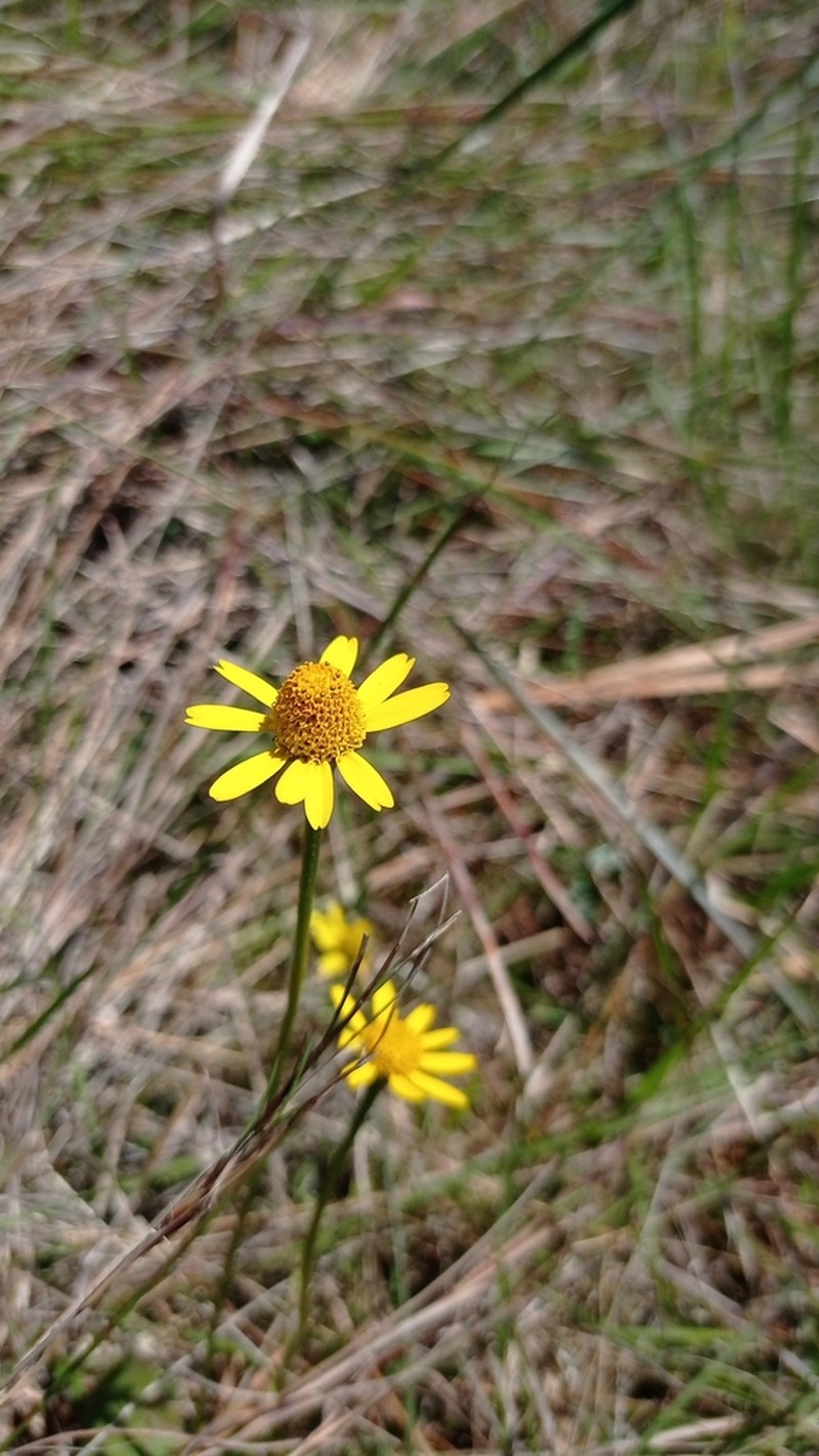 Acmella bellidioides photo 5