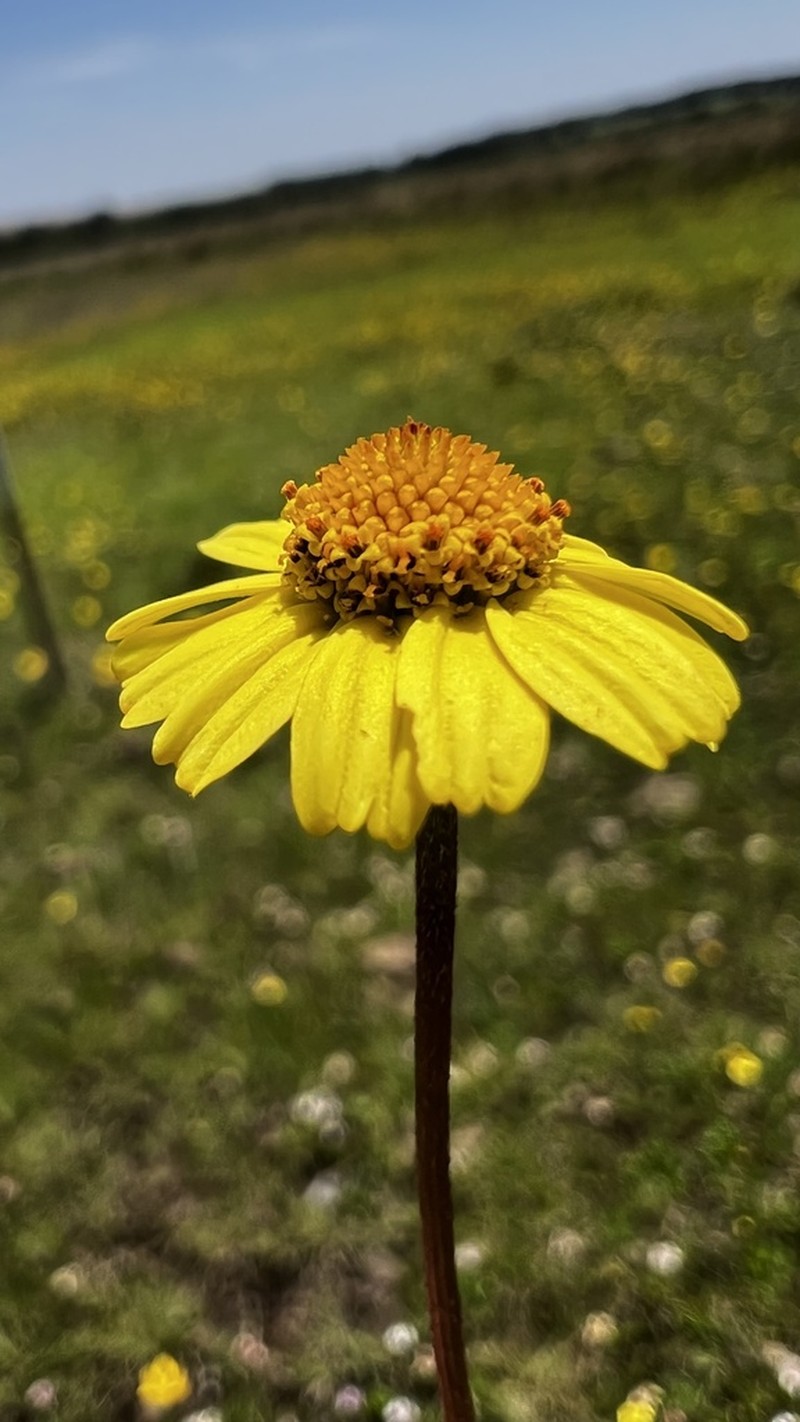 Acmella bellidioides photo 6