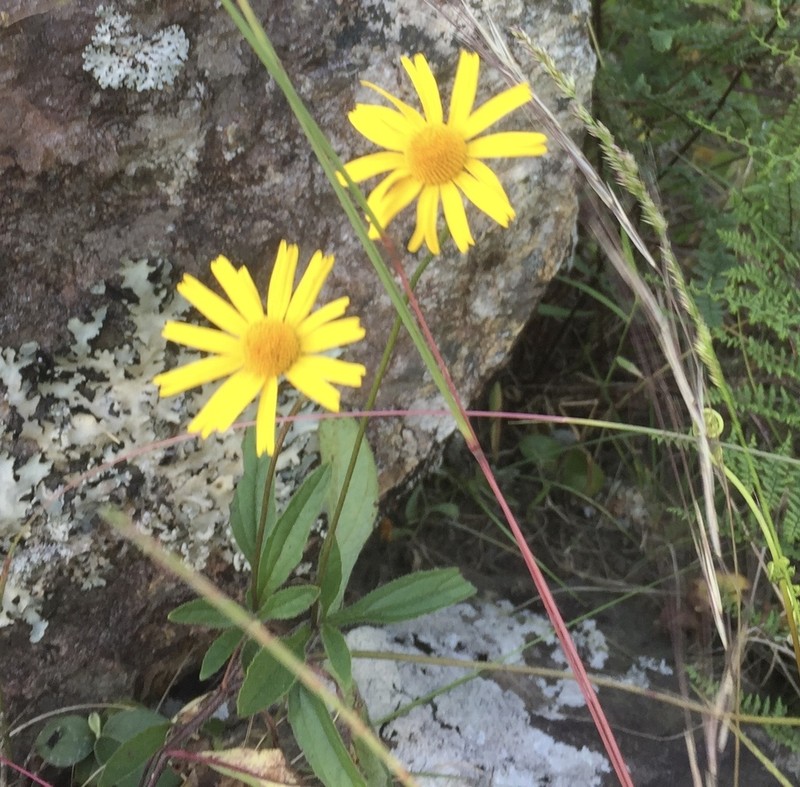Acmella bellidioides photo 7