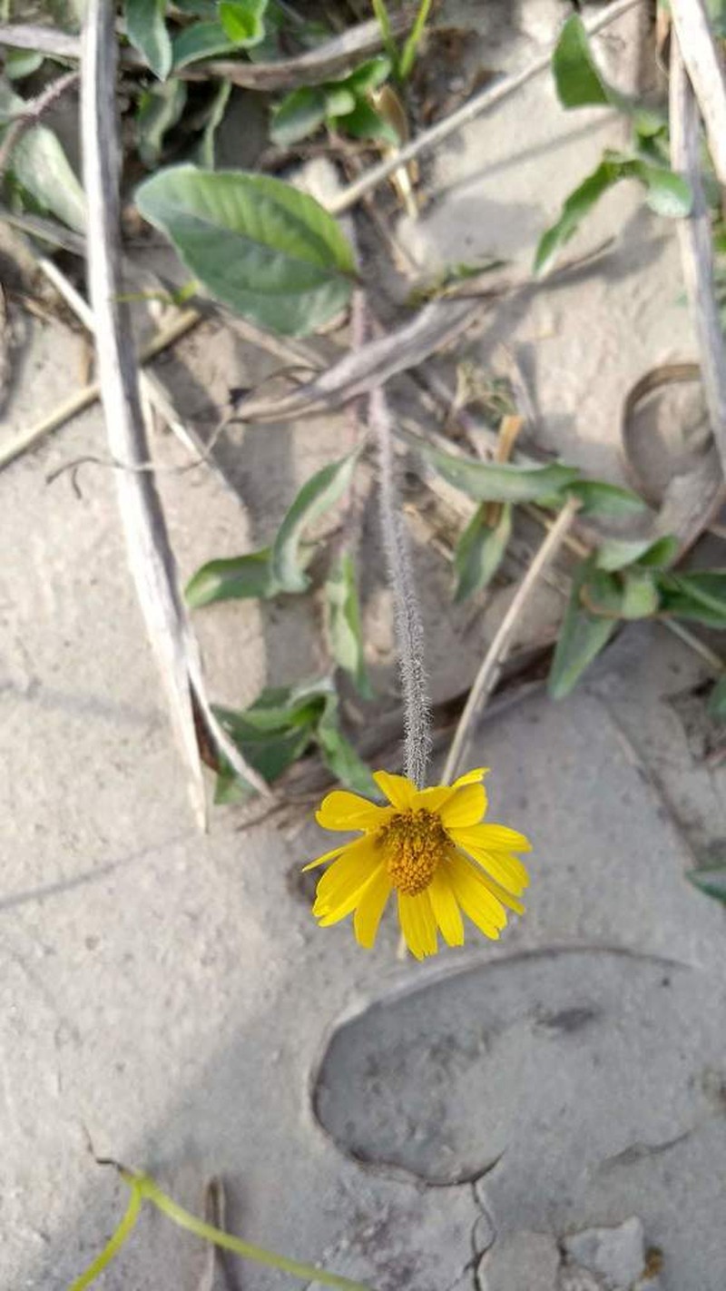 Acmella bellidioides photo 8