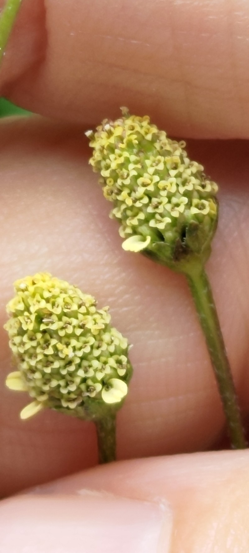 Acmella brachyglossa