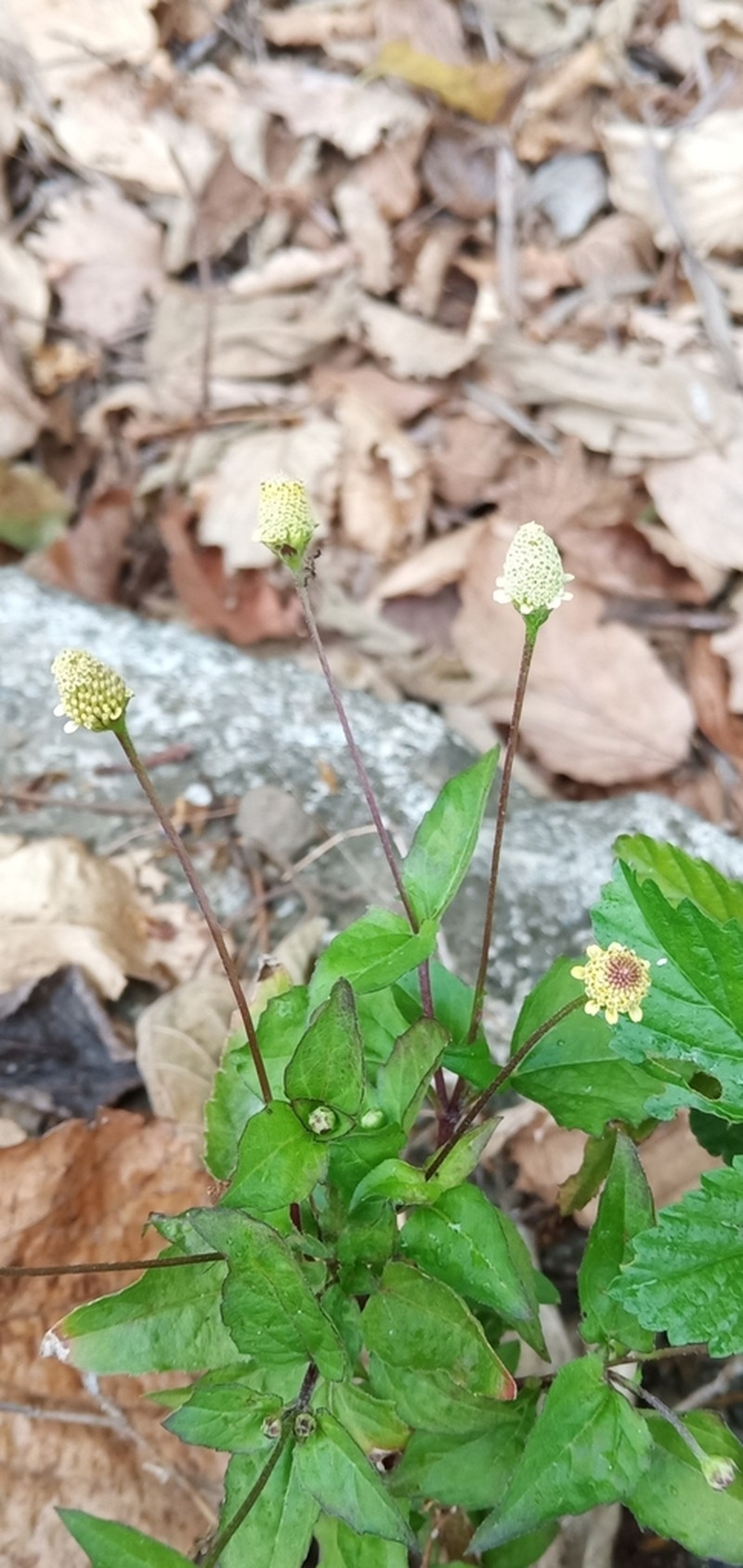Acmella brachyglossa photo 2