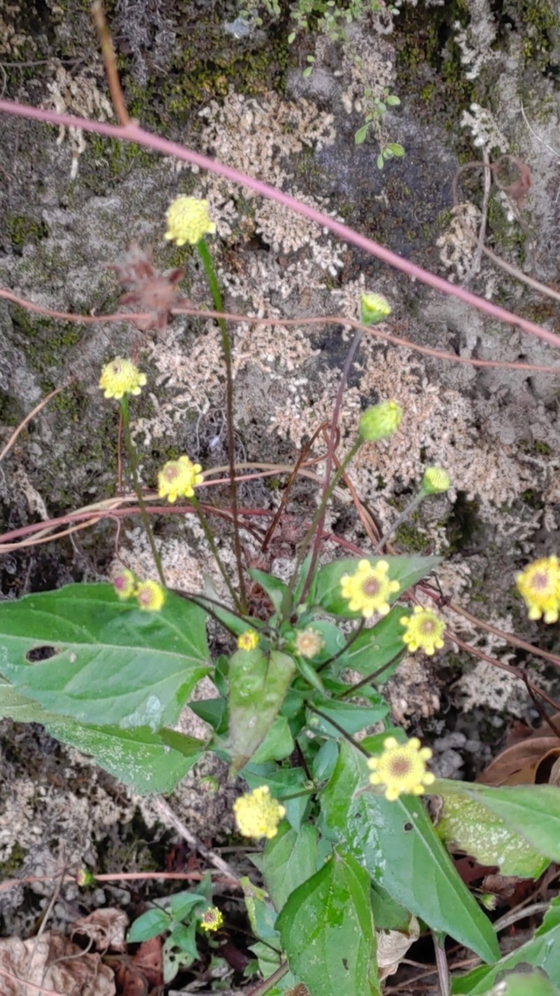 Acmella brachyglossa photo 3