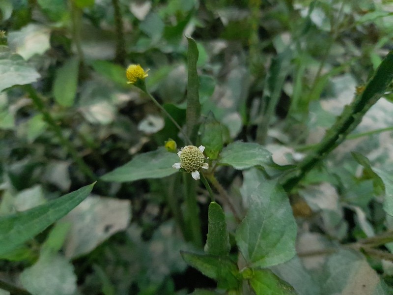 Acmella brachyglossa photo 4