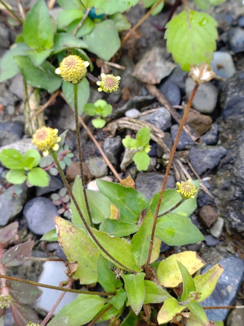 Acmella brachyglossa photo 5