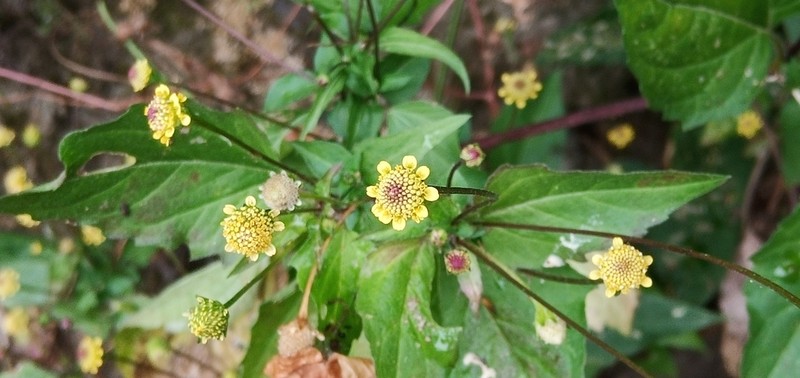 Acmella brachyglossa photo 6