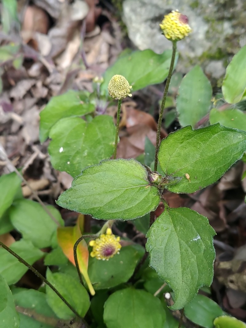 Acmella brachyglossa photo 7