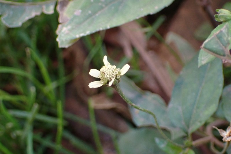 Acmella brachyglossa photo 8