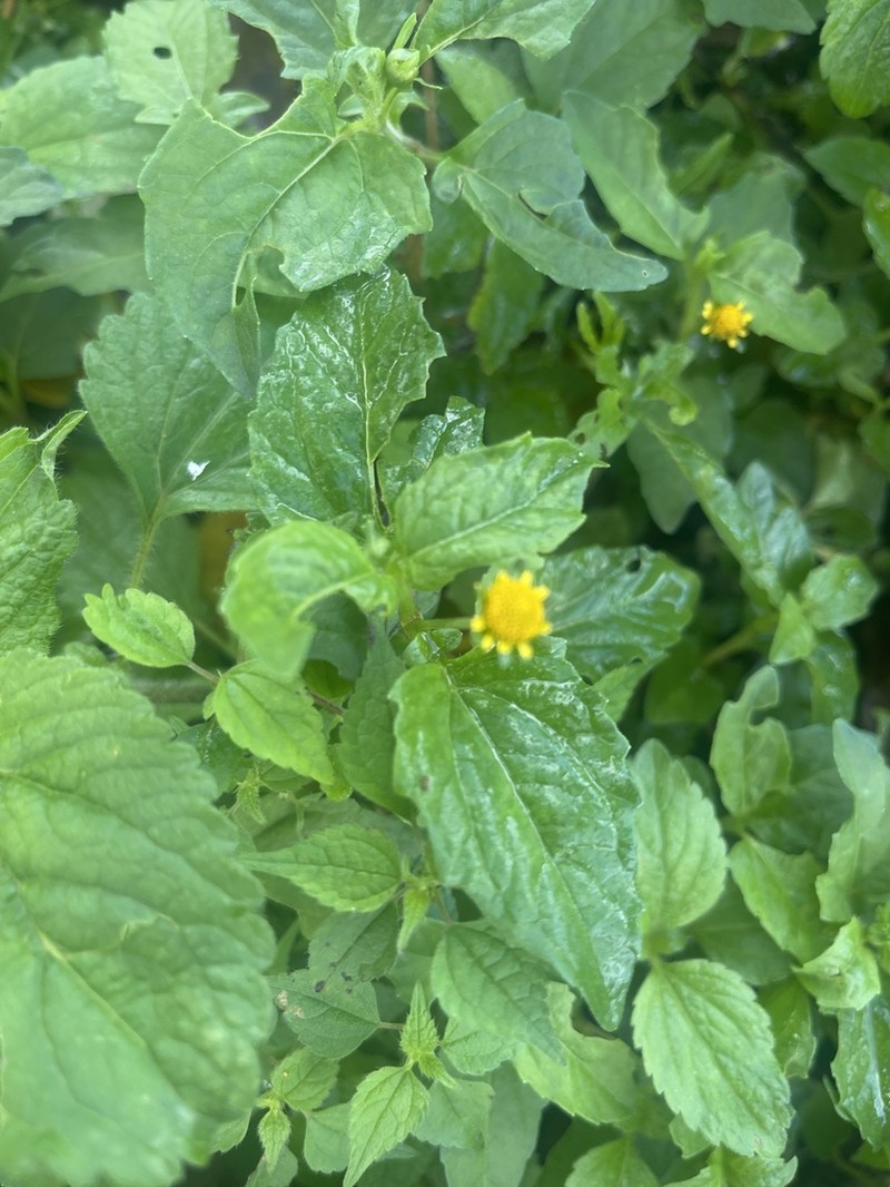 Acmella caulirhiza