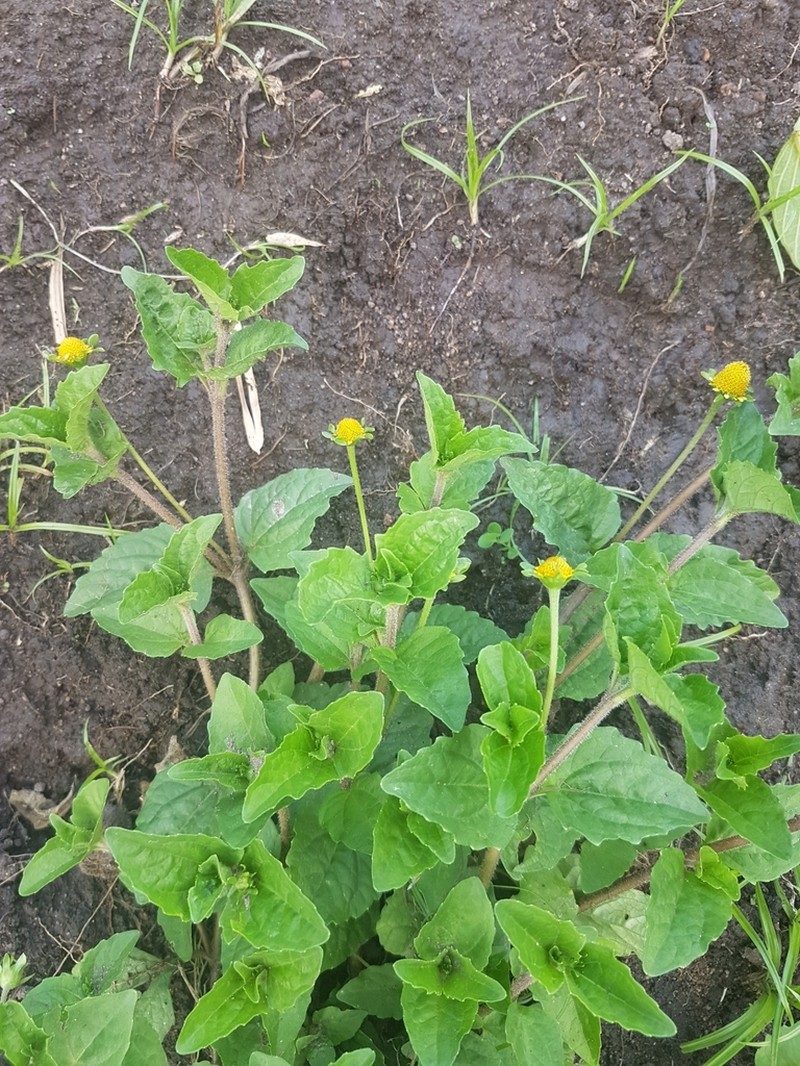 Acmella caulirhiza photo 2