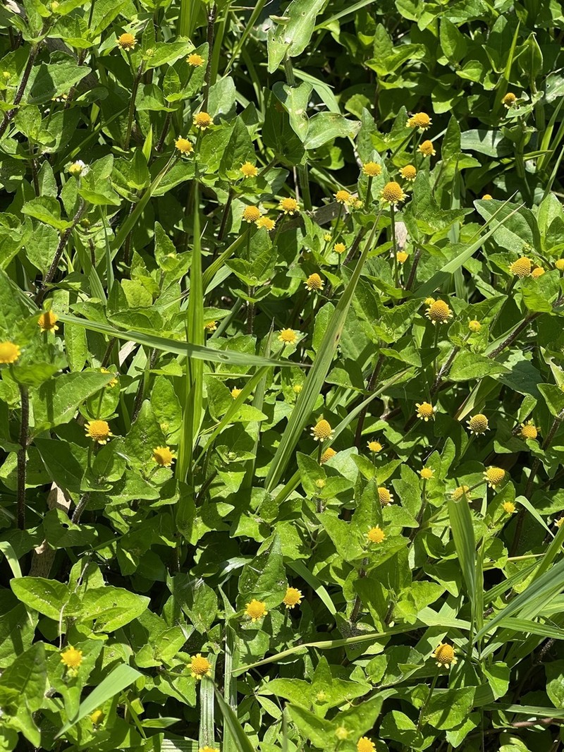 Acmella caulirhiza photo 3