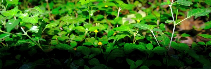 Acmella caulirhiza photo 4