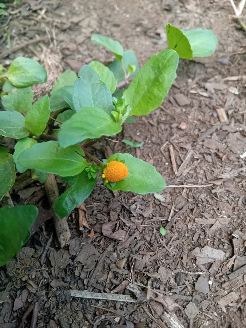 Acmella caulirhiza photo 5