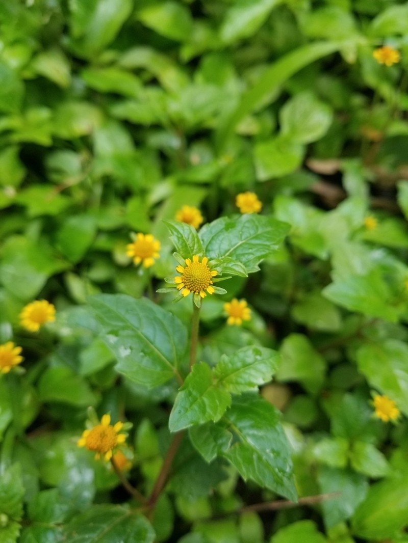 Acmella caulirhiza photo 6