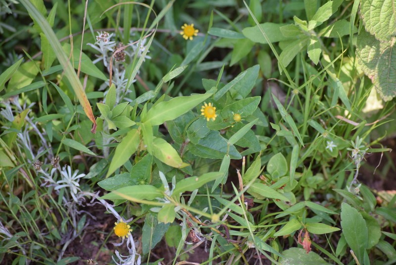 Acmella caulirhiza photo 7