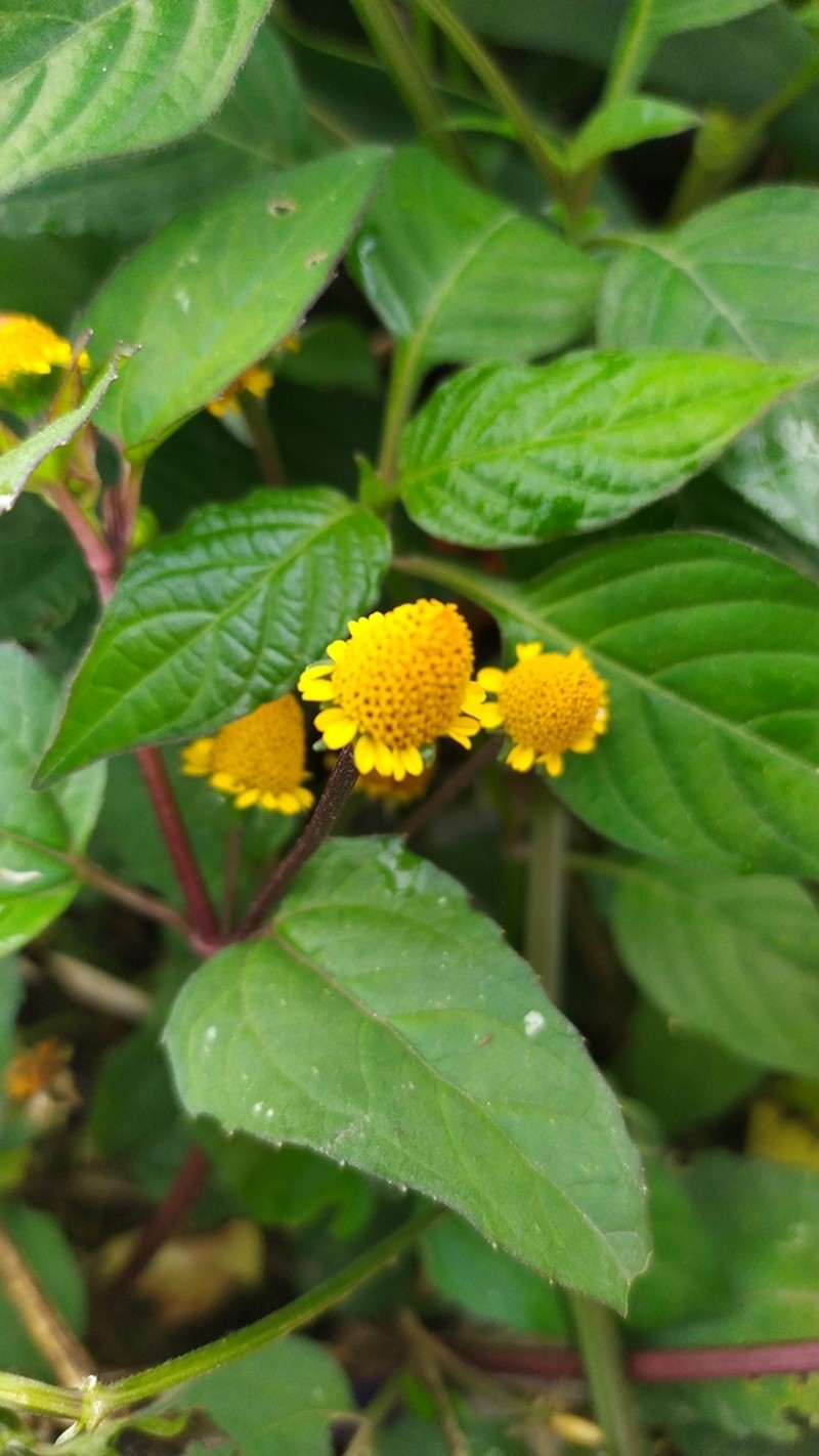 Acmella ciliata