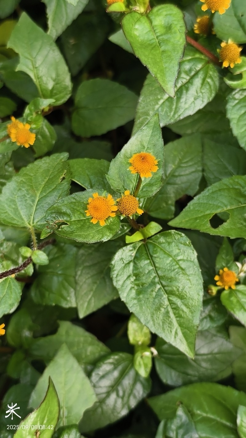 Acmella ciliata photo 2