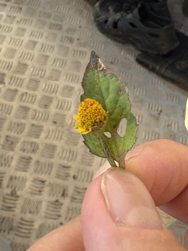 Acmella ciliata photo 3