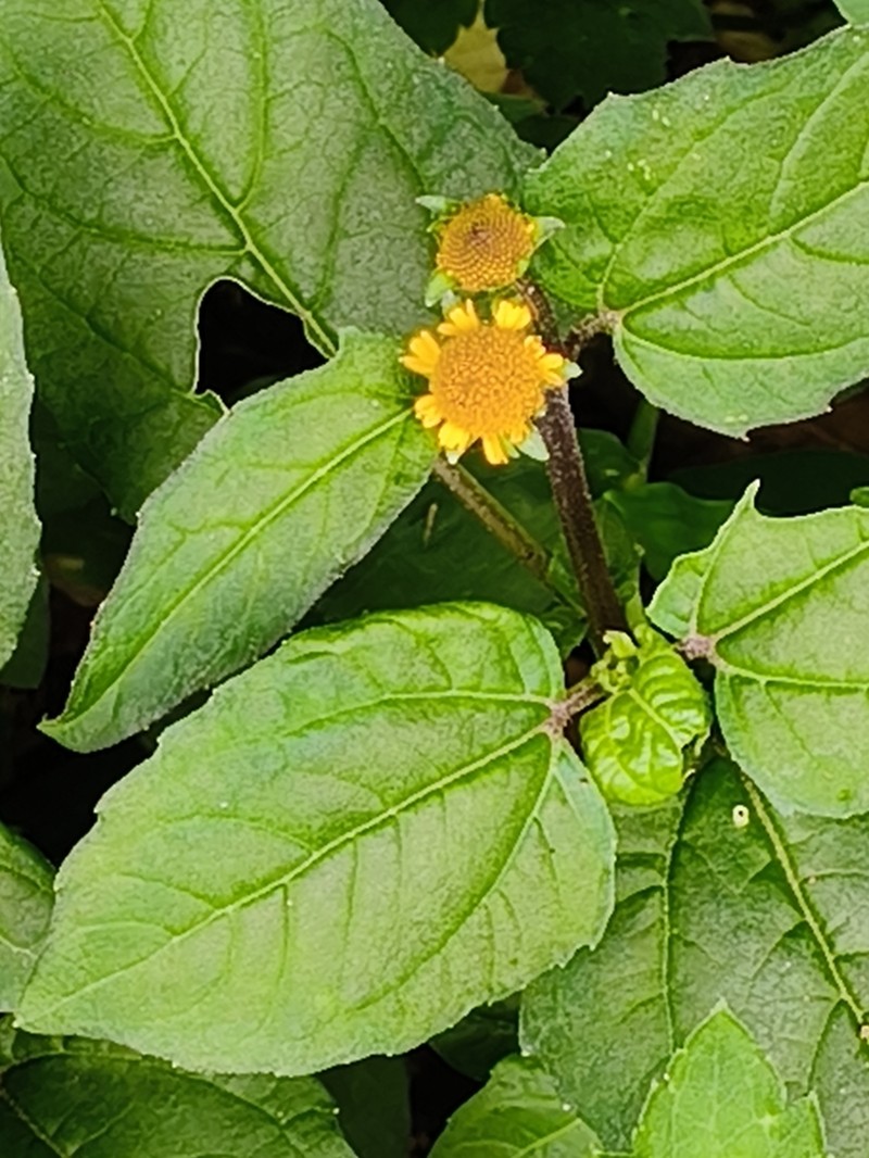 Acmella ciliata photo 5