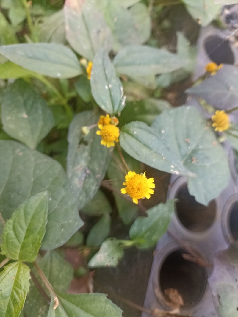 Acmella ciliata photo 6