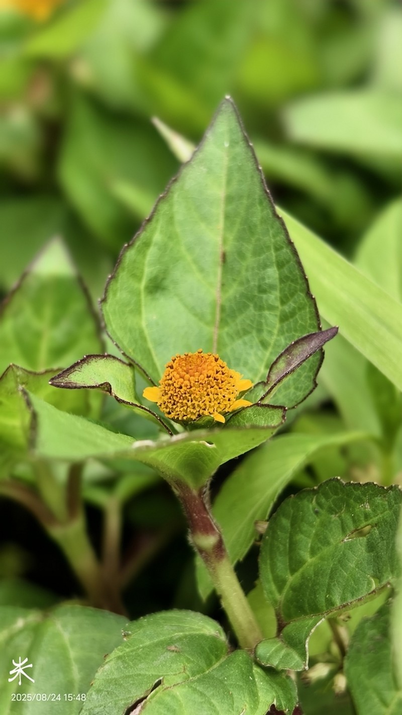 Acmella ciliata photo 7