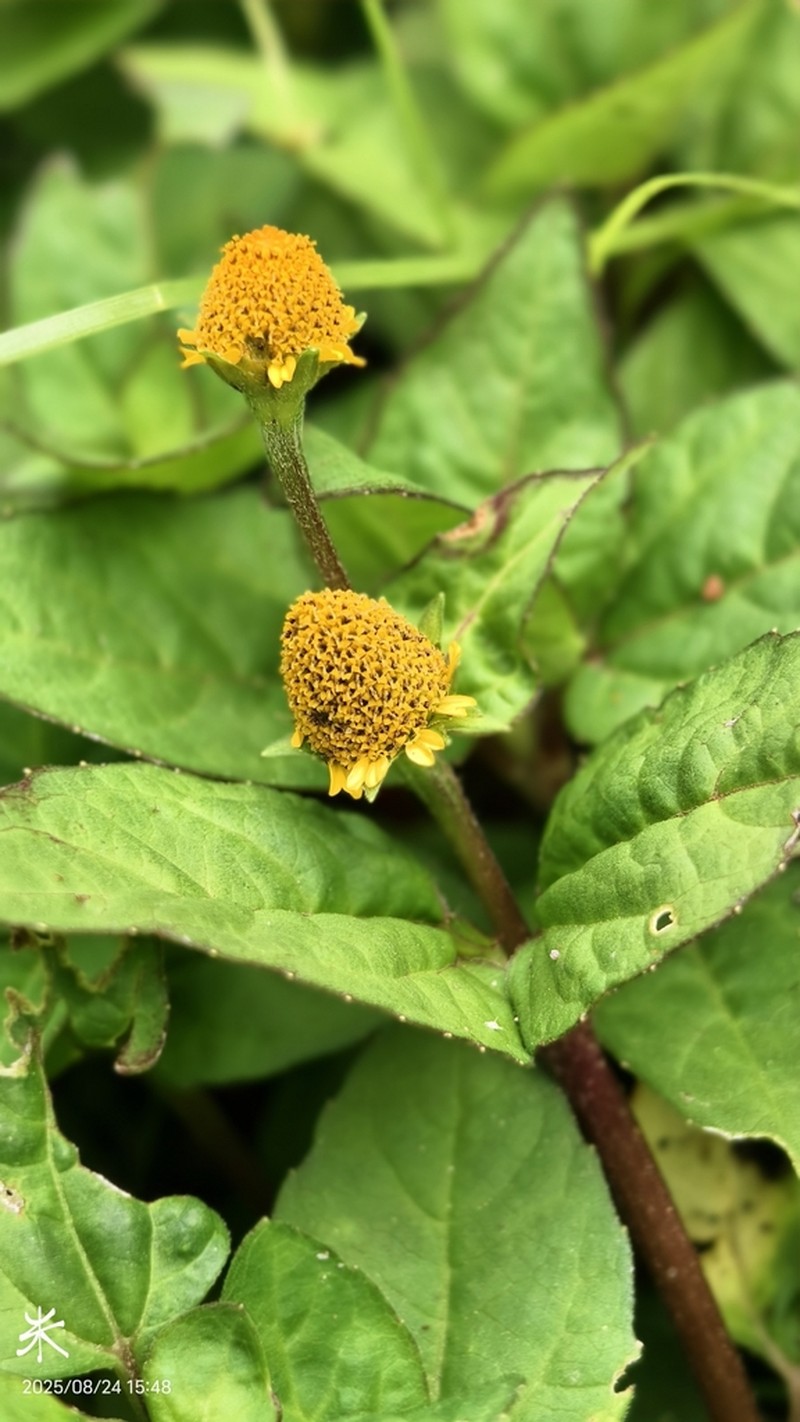 Acmella ciliata photo 8