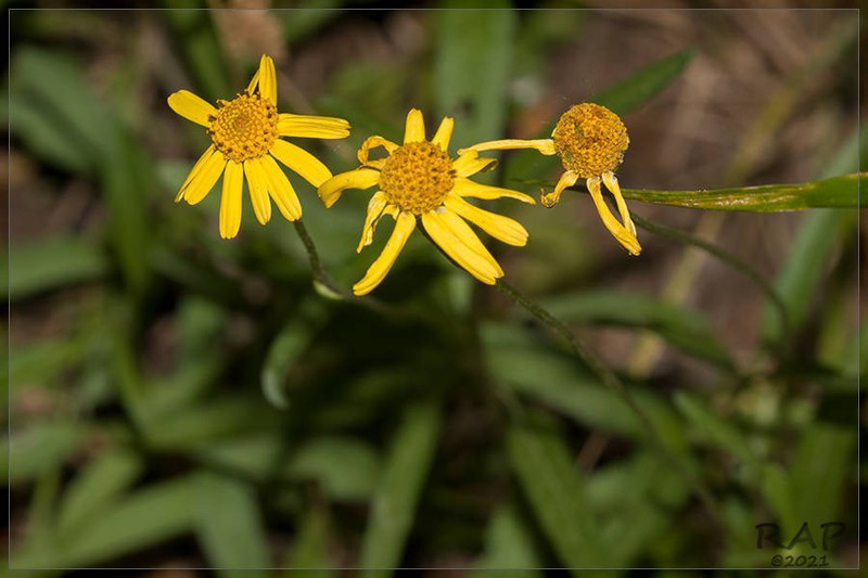 Creeping Spotflower