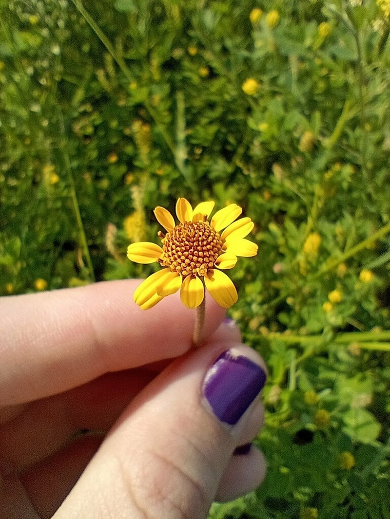 Creeping Spotflower photo 2