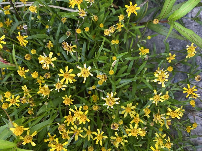 Creeping Spotflower photo 3