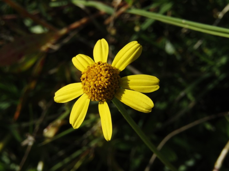 Creeping Spotflower photo 4